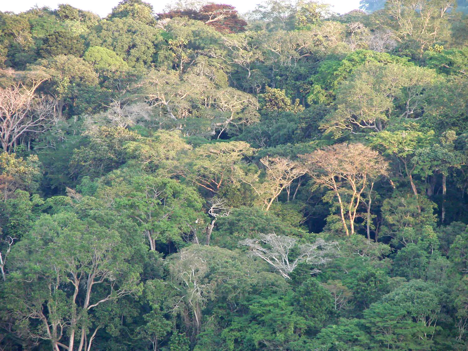 Looking down on the continuous canopy of a tropical forest on slopes