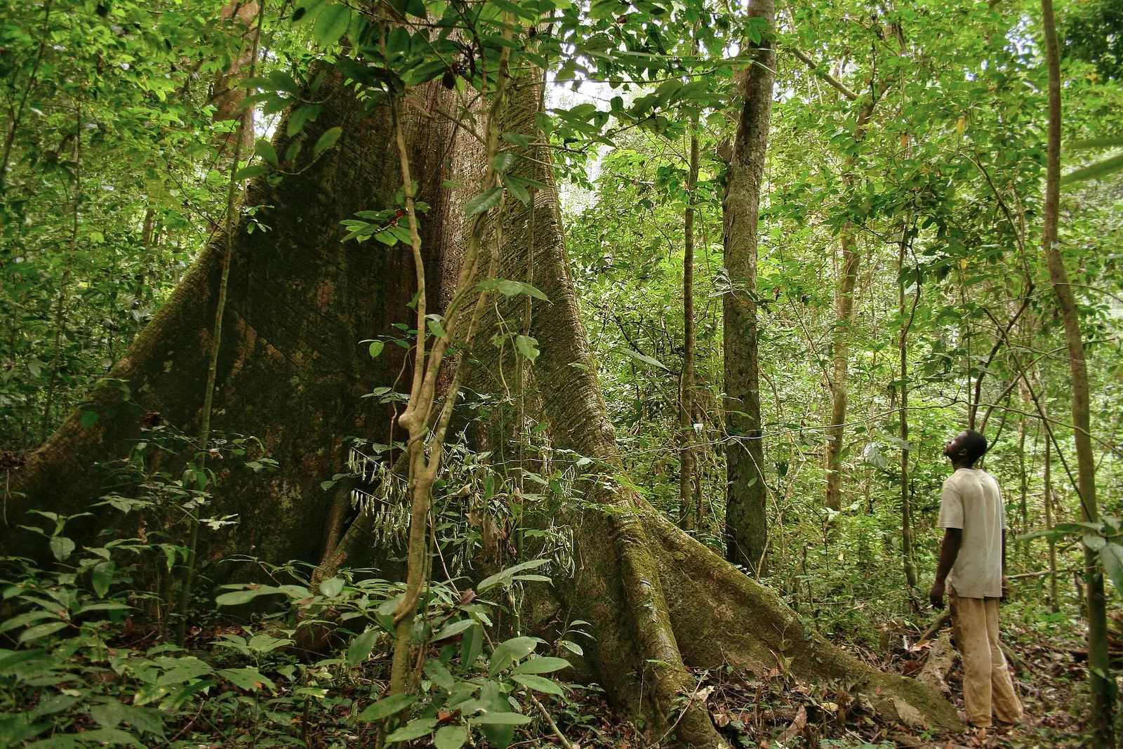 Un marcheur au pied d'un très grand arbre à contreforts dans une forêt tropicale dense