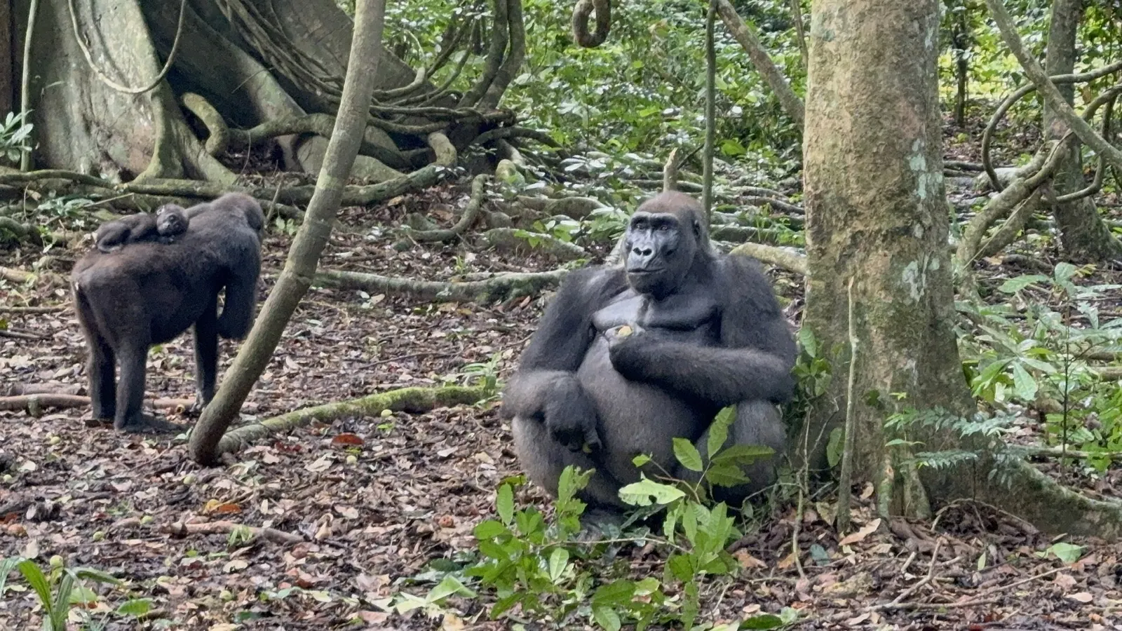 A silverback gorilla sitting at the foot of a tree with a young gorilla beside him