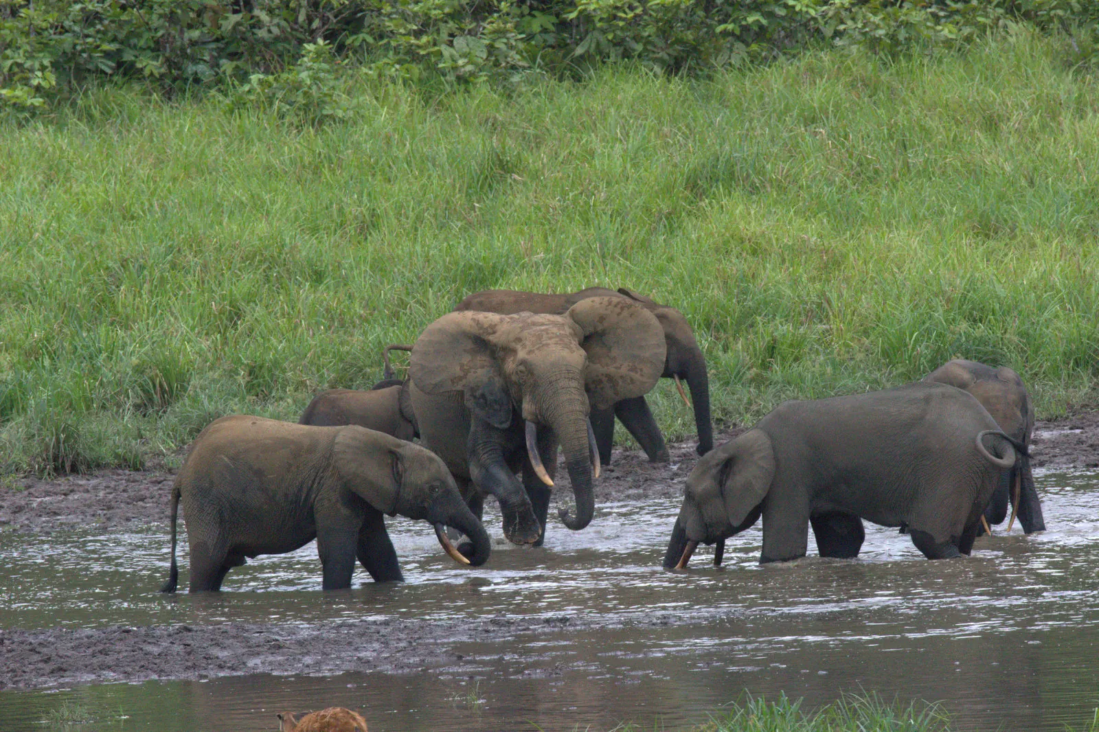 A group of forest elephants gathered at Langoué Baï, Ivindo National Park