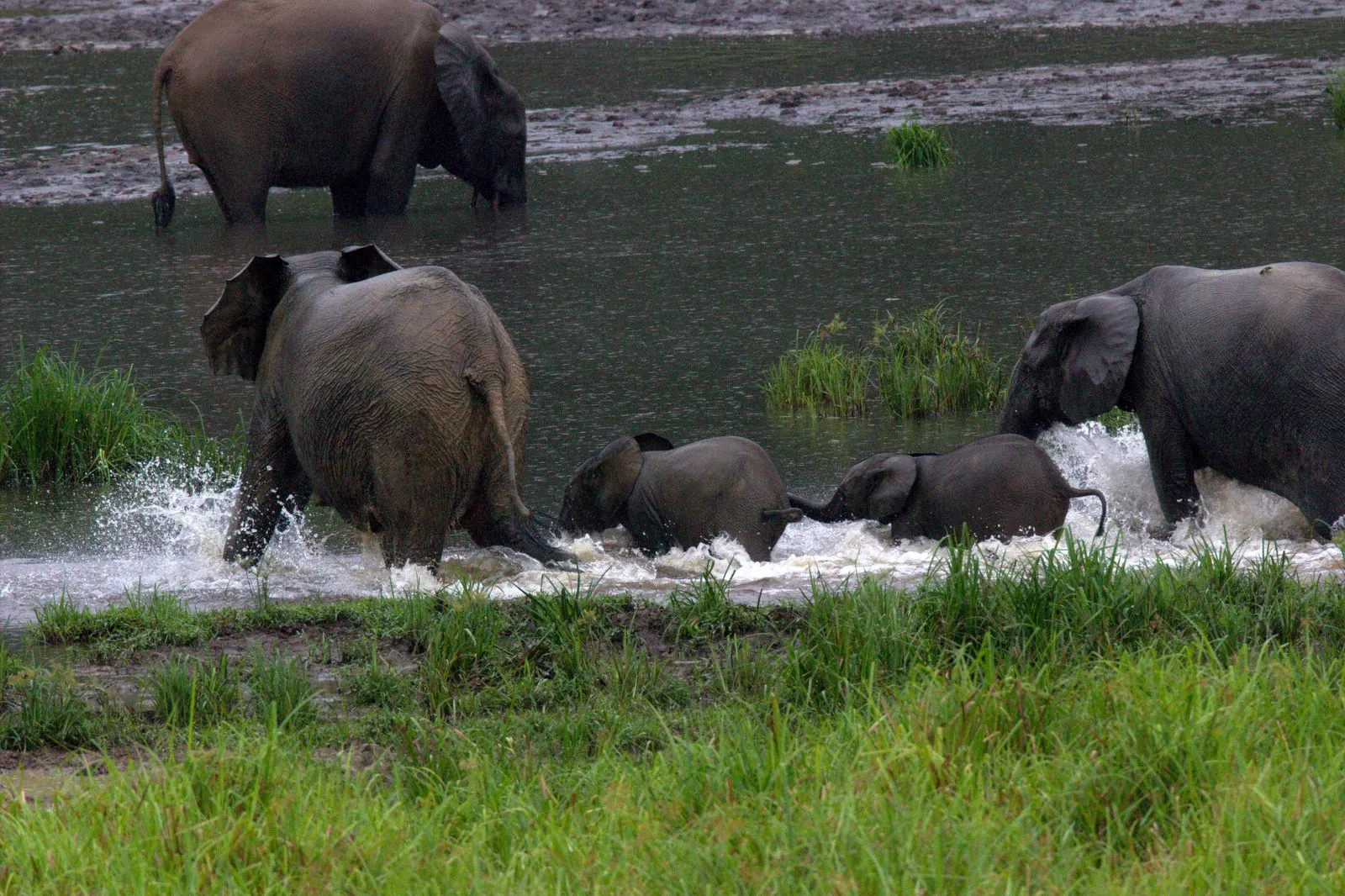 Forest elephants running through a stream at Langoué Baï, Ivindo National Park