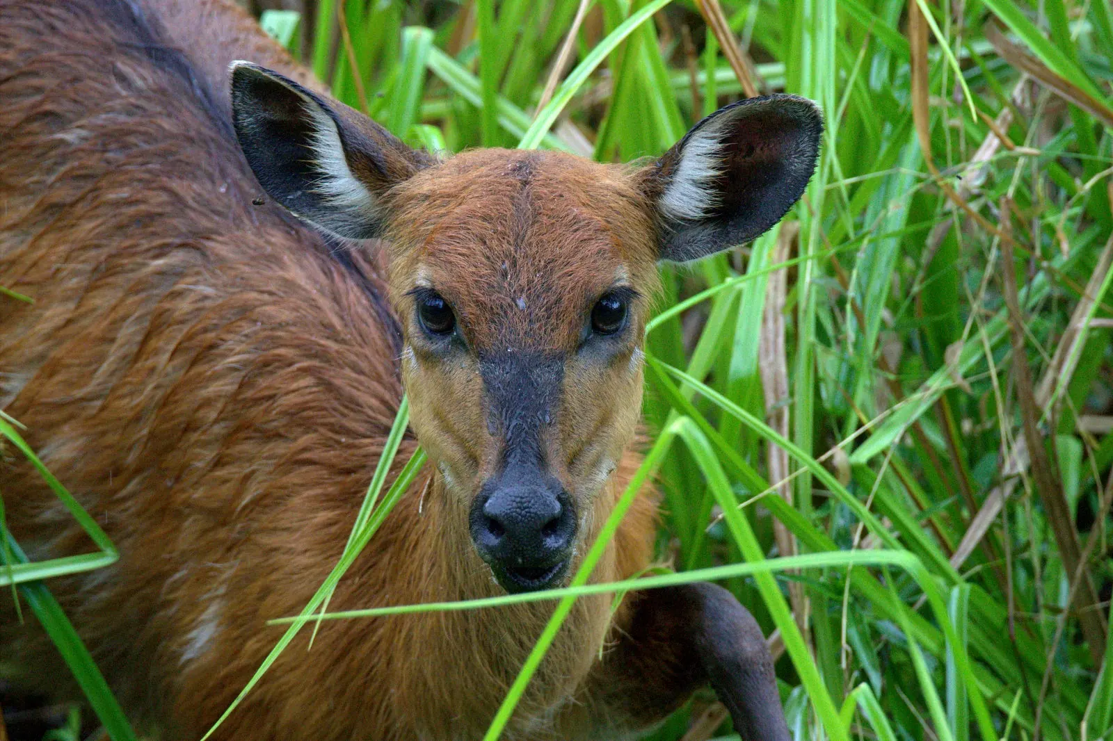 A female sitatunga, a swamp antelope, at Langoué Baï in Ivindo National Park