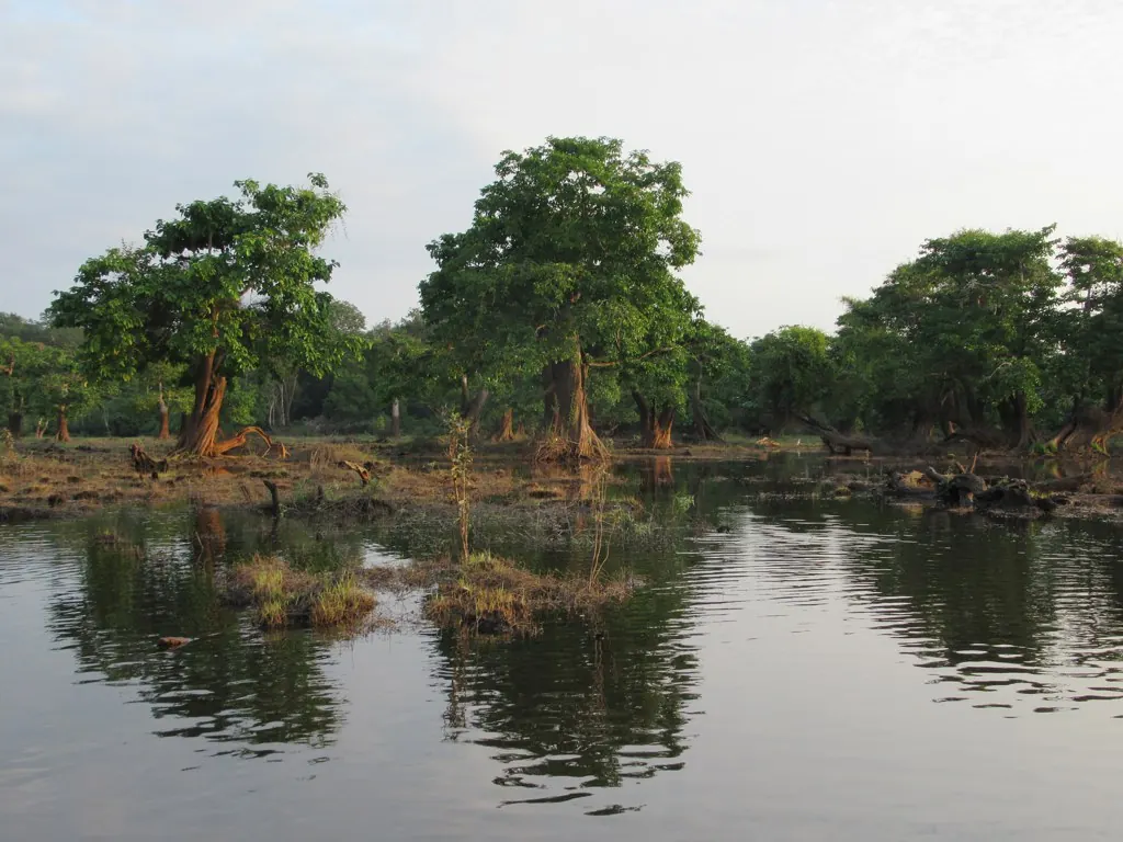 Arbres partiellement immergés dans les eaux montantes du lac Oguemoué