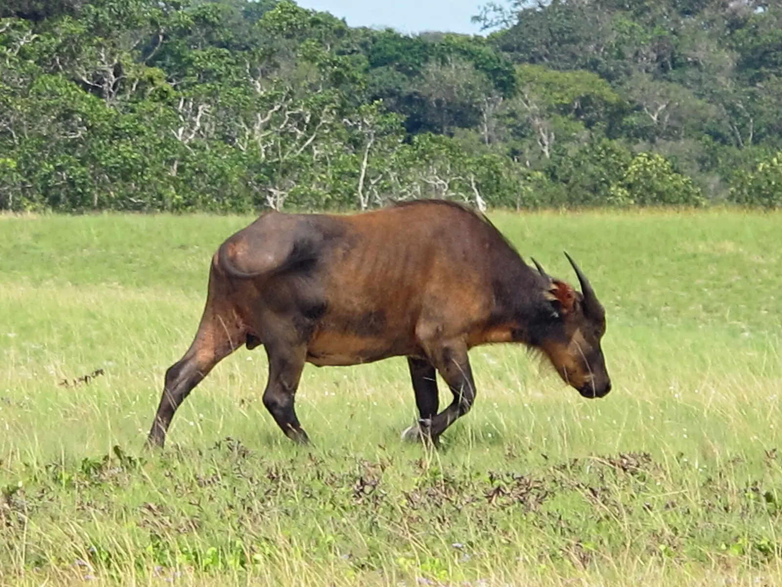 A reddish forest buffalo walking through a Loango meadow