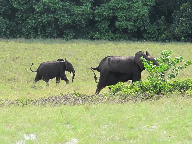 A forest elephant followed by her calf in a meadow at the forest edge in Loango