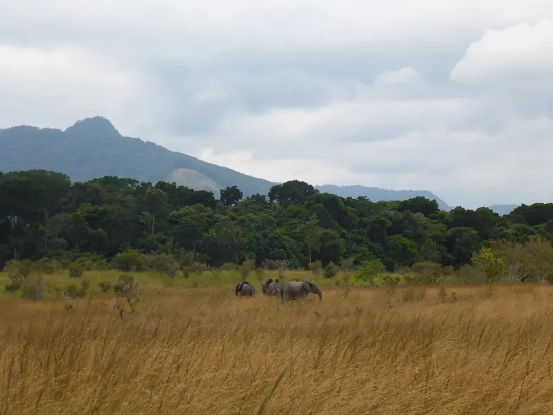 Elephants in the Lopé savannah with a forest edge and hills in the background