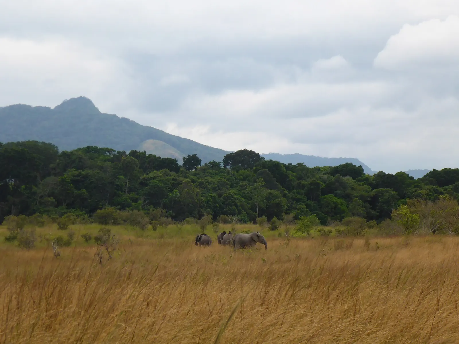 Éléphants dans la savane de la Lopé, avec une lisière de forêt et des collines en arrière plan