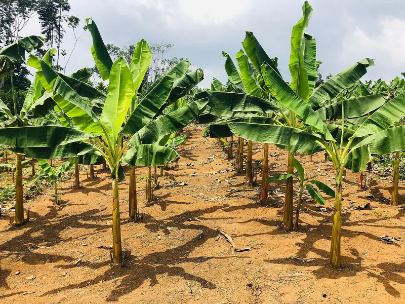 Neat rows of young banana plants on ochre soil