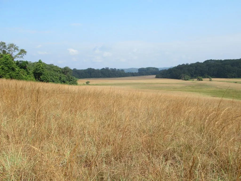 Savane d'herbes dorées bordée de massifs forestiers