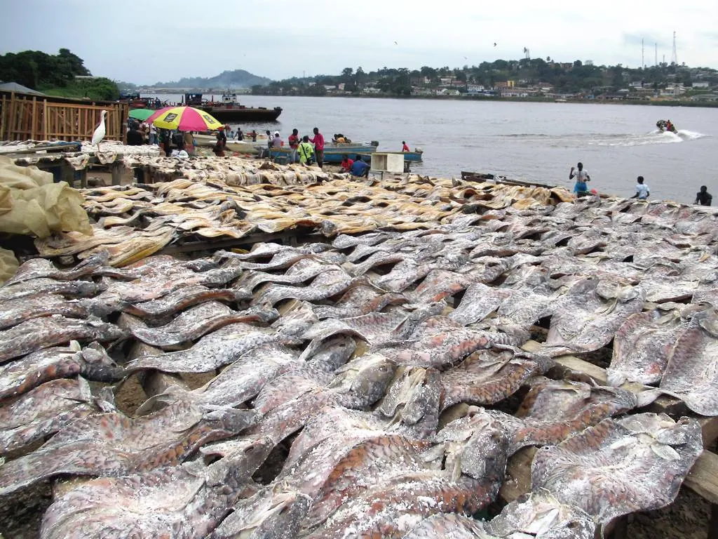 Claies couvertes de poissons mis à sécher au bord du fleuve Ogooué à Lambaréné